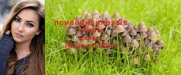 индика Елизово